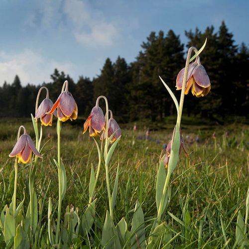 Reverse Tulips