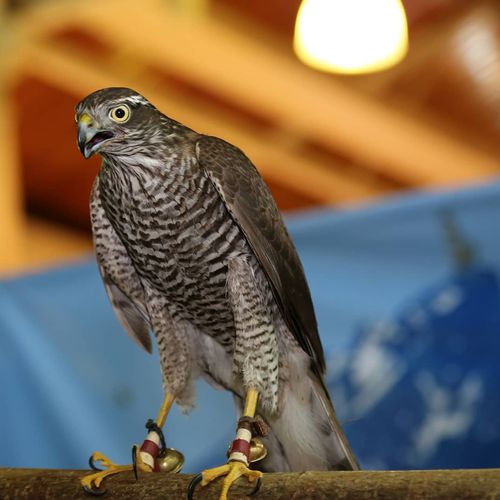Hawk