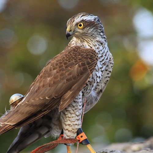 Hawk