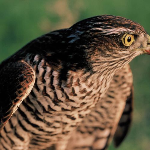Hawk
