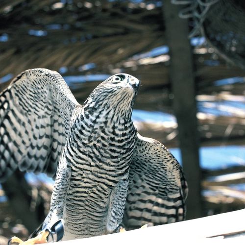 Hawk