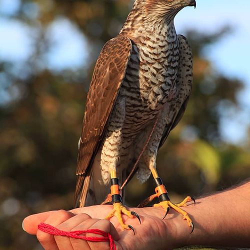 Hawk