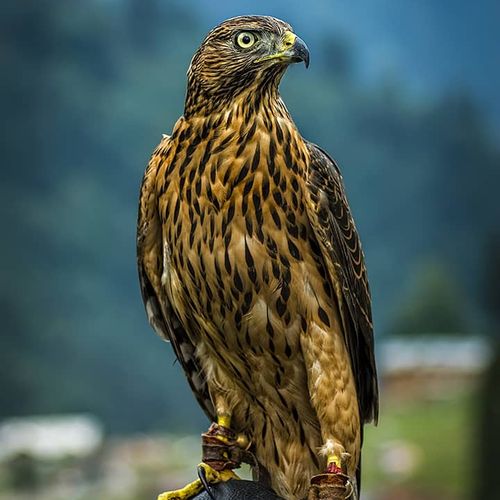 Hawk