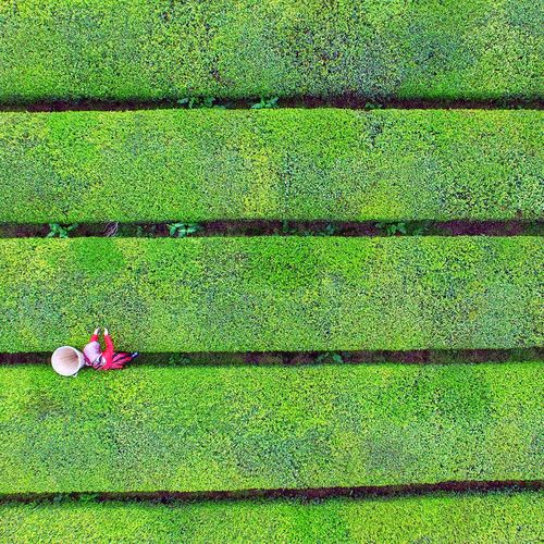 Tea Plantations