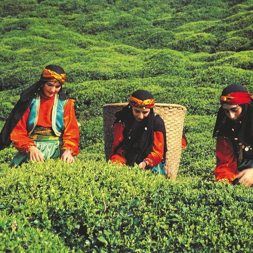 Tea Plantations
