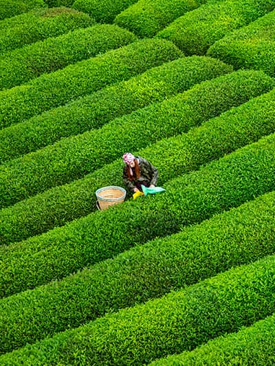ريزا (Rize)