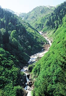 Ayder Plateau