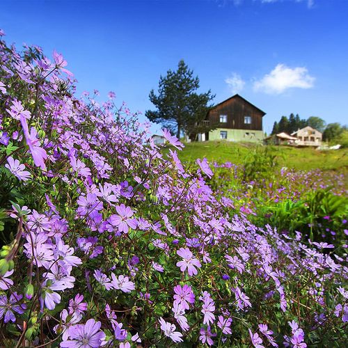 Çiğdem-Hochland