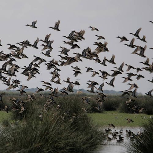 Samsun Bird Sanctuary