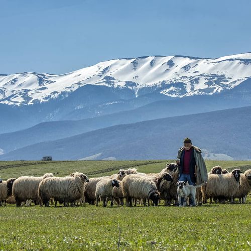 Ladik Yaylası