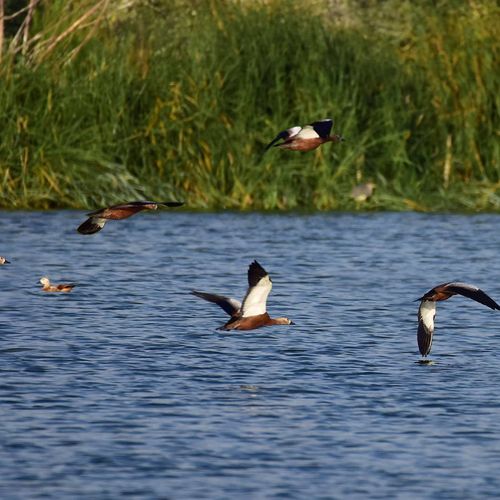 Samsun Kuş Cenneti (Vogelparadies)