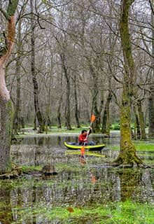 Subasar-Wald