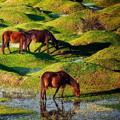 Samsun Kuş Cenneti ve Atlar