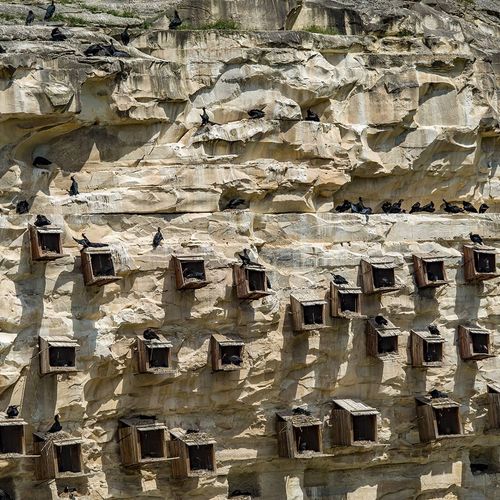 Die Vögel von Şanlıurfa