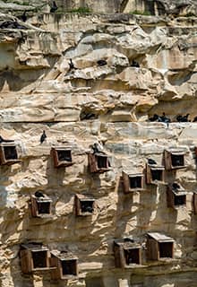 Aves de Şanlıurfa