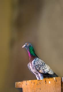 Pigeons