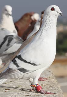 Pigeons
