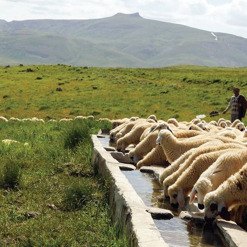 Sarıçiçek Plateau