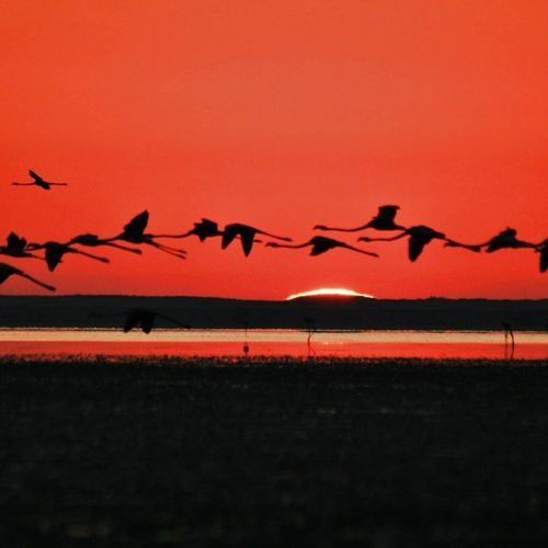 Seyfe Lake Bird Sanctuary
