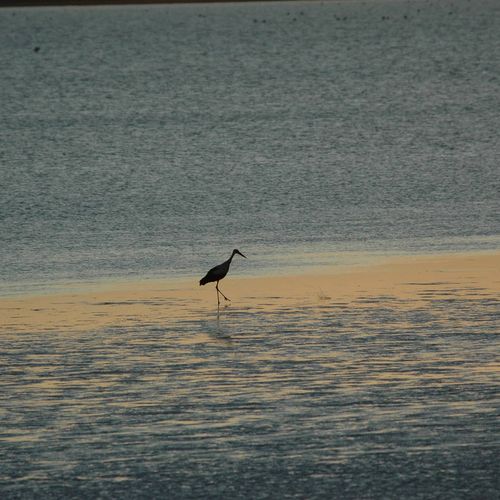 Seyfe Lake Bird Sanctuary