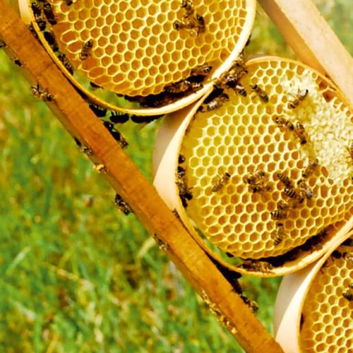 Pervari Honey