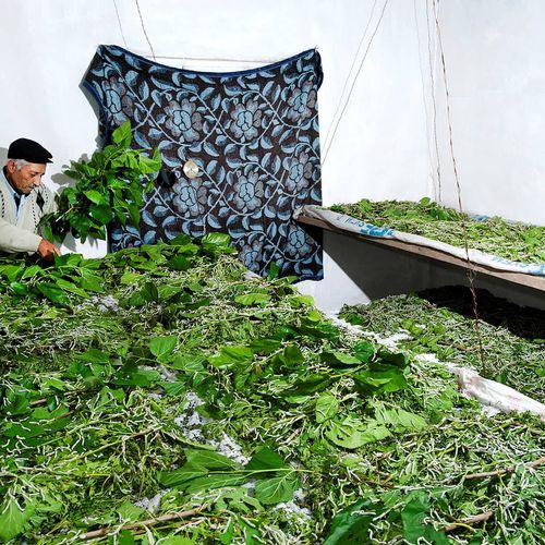 Silkworm Breeding