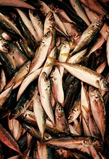 Anchovies
