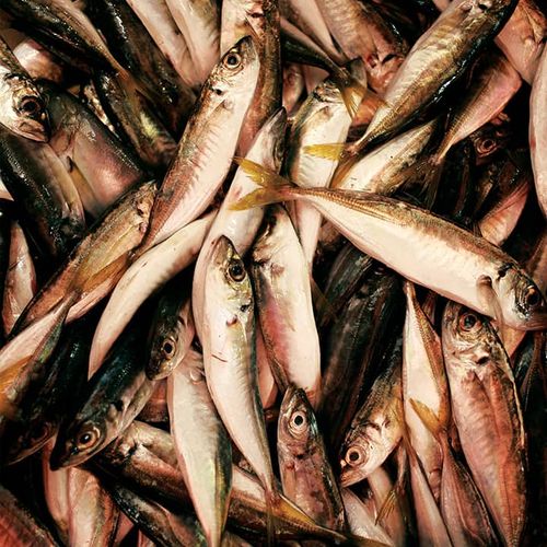 Anchois
