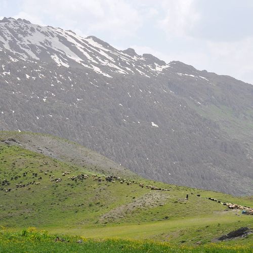 Farasin Yaylası