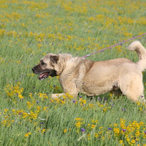 Kangal Hunde