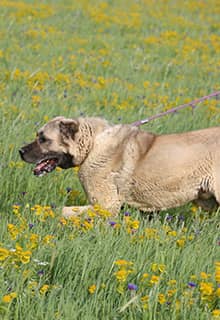 Kangal Hunde