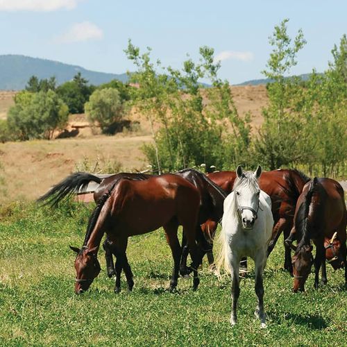 Daday Kastamonu
