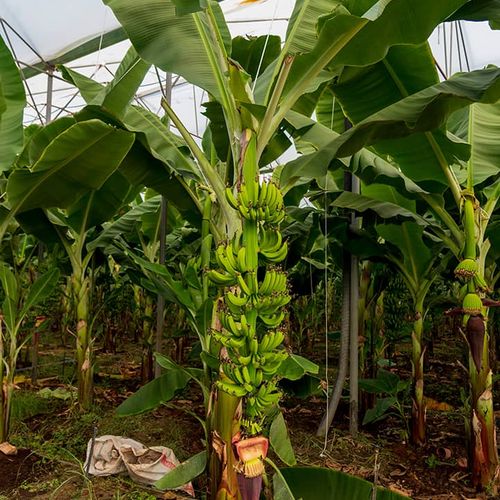 Banana Antalya