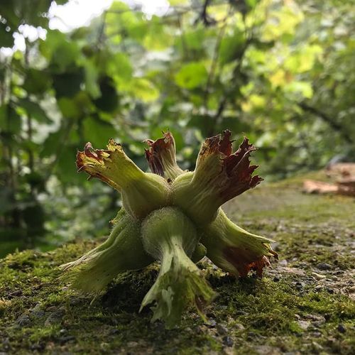 Hazelnut Giresun