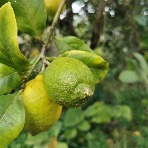 Lemon Adana