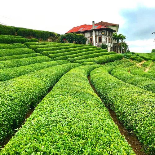 Tea Rize
