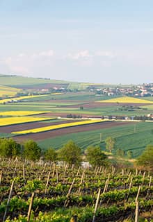 Vineyards