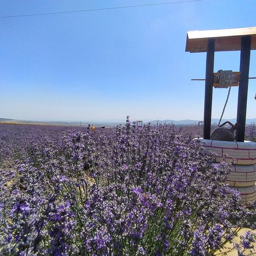 Campos de lavanda
