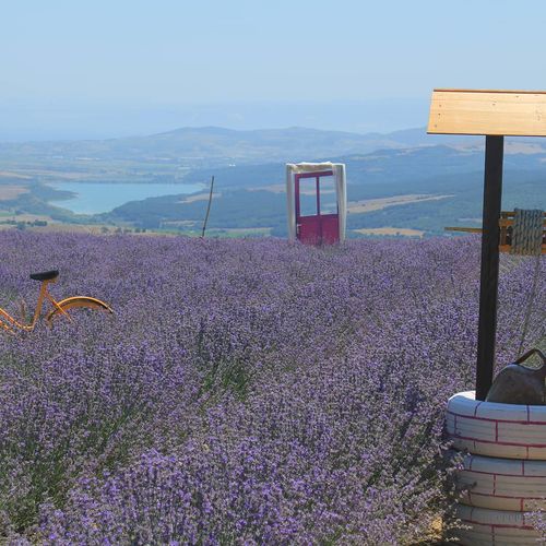 Campos de lavanda