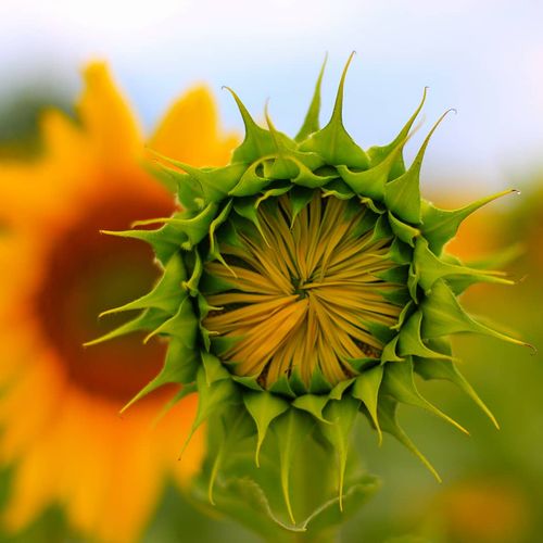 Campos de girasoles