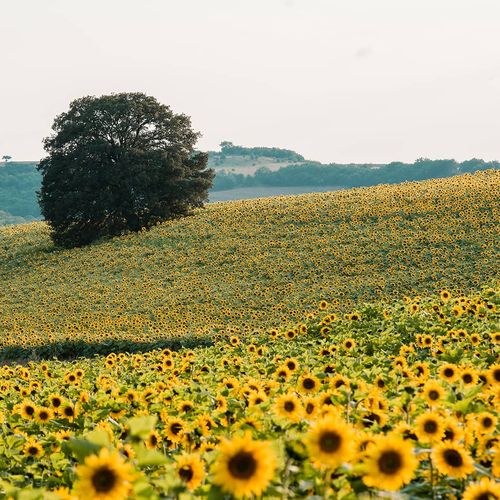 Campos de girasoles