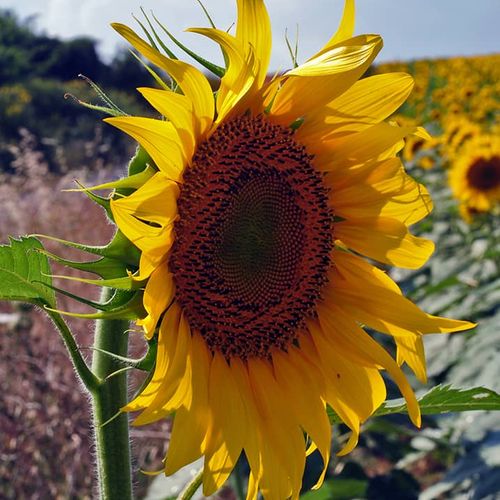 Campos de girasoles