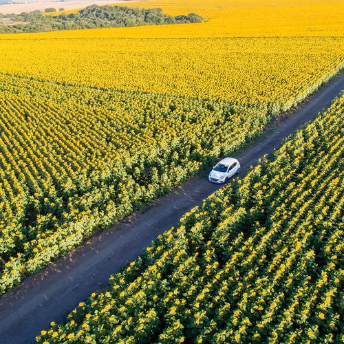 Campos de girasoles