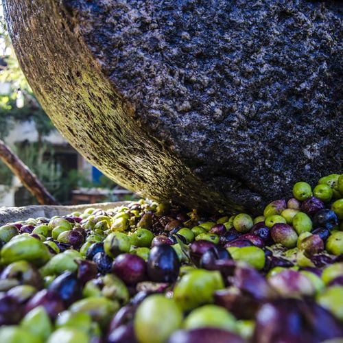 Elaboración del aceite de oliva