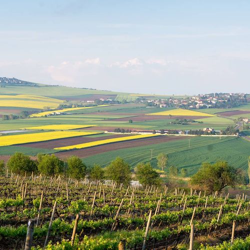 Viñedos