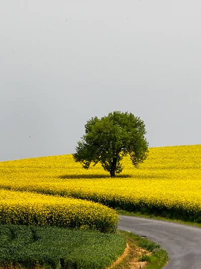 تكيرداغ (Tekirdağ)