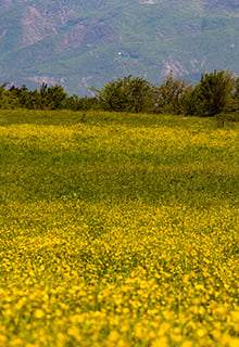 Плато Топчам (Topçam Plateau)