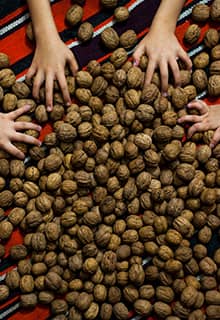 Niksar Walnut