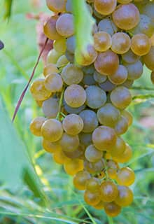 Токатське сусло з винограду сорту Наріндже (Narince Tokat Grapes)