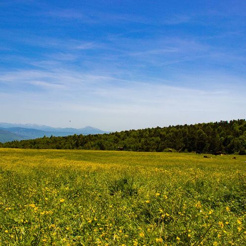 Topçam Plateau